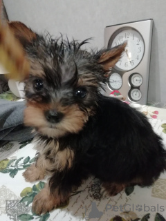 Photo №1. yorkshire terrier - à vendre en ville de Saarbrücken | 265€ | Annonce №119345