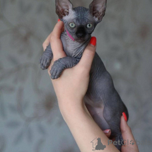 Photo №1. sphynx - à vendre en ville de De Aar | 1456€ | Annonce № 136299