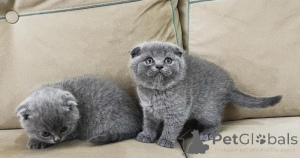 Photo №1. scottish fold - à vendre en ville de Porto | négocié | Annonce № 176993