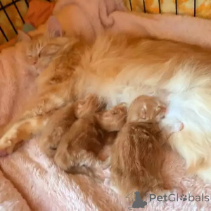 Photo №2 de l'annonce № 167255 de la vente maine coon - acheter à Allemagne annonce privée