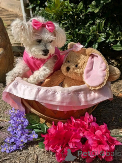 Photo №2 de l'annonce № 168219 de la vente bichon maltais - acheter à USA éleveur