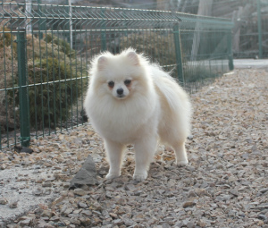 Photo №4. Je vais vendre spitz nain en ville de Krasnoyarsk. de la fourrière - prix - Négocié