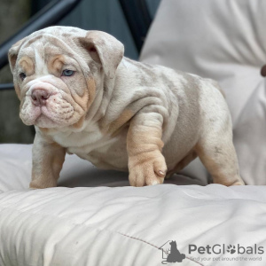 Photo №2 de l'annonce № 24951 de la vente bulldog anglais - acheter à Italie de la fourrière