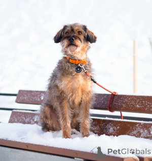 Photo №1. chien bâtard - à vendre en ville de Saint-Pétersbourg | Gratuit | Annonce №163725
