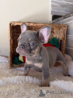 Photo №1. bouledogue - à vendre en ville de Zürich | négocié | Annonce №163765
