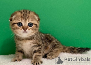 Photo №3. Adorable chaton Ragdoll. Biélorussie