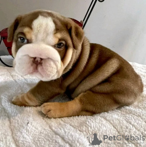 Photo №2 de l'annonce № 75760 de la vente bulldog anglais - acheter à Lituanie annonce privée, éleveur