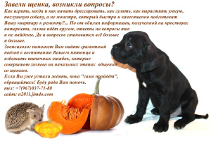 Photo №2. Le service du maître chien en Fédération de Russie. Price - 7€. Annonce № 3851