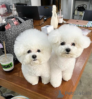 Photo №1. bichon à poil frisé - à vendre en ville de Madrid | négocié | Annonce №175852