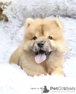 Photo №3. Chiot chow-chow. Allemagne