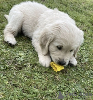 Photo №1. golden retriever - à vendre en ville de Auckland | négocié | Annonce №42680