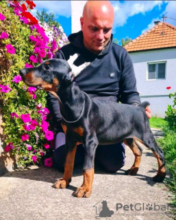 Photos supplémentaires: Doberman BEAUX chiots