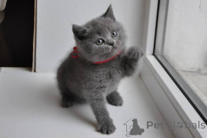 Photo №1. british shorthair - à vendre en ville de Trondheim | négocié | Annonce № 168453