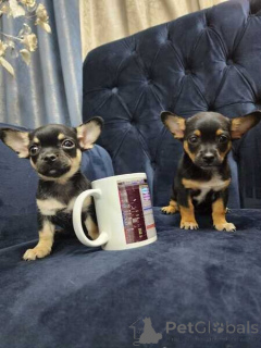 Photo №1. chihuahua - à vendre en ville de Mauvais homburg vor der höhe | négocié | Annonce №167071