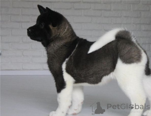 Photo №4. Je vais vendre akita (chien) en ville de Elva. annonce privée - prix - 500€