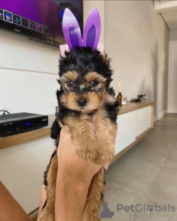 Photo №1. yorkshire terrier - à vendre en ville de Abisko | négocié | Annonce №167293