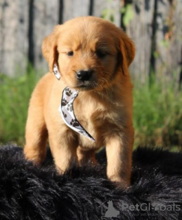 Photo №1. golden retriever - à vendre en ville de Эура | Gratuit | Annonce №128345