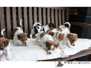 Photo №1. jack russell terrier - à vendre en ville de Munich | 500€ | Annonce №140158