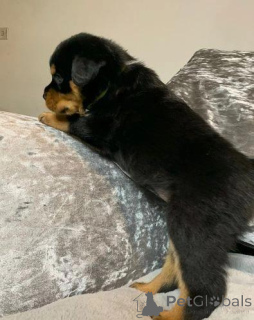 Photo №3. Chiots Rottweiler à vendre. Allemagne