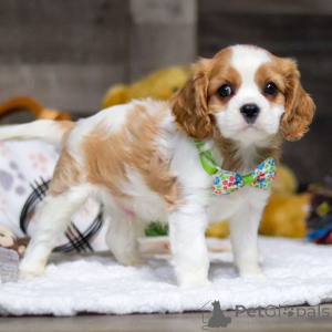 Photo №1. cavalier king charles spaniel - à vendre en ville de Dubrovnik | 350€ | Annonce №159555