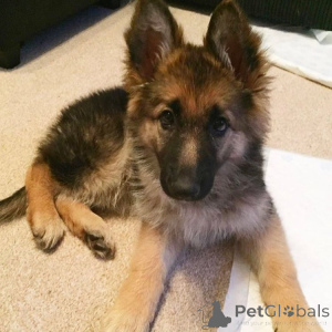 Photo №1. berger allemand - à vendre en ville de Sofia | négocié | Annonce №170499