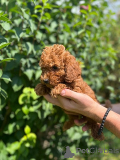 Photo №3. Caniche rouge. Serbie