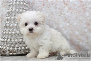 Photo №4. Je vais vendre bichon maltais en ville de Berlin.  - prix - négocié