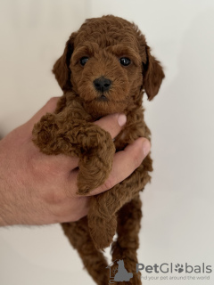 Photos supplémentaires: Chiots caniches miniatures