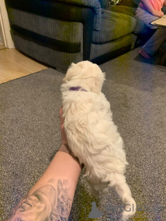 Photo №2 de l'annonce № 172826 de la vente bichon à poil frisé - acheter à République Tchèque annonce privée, éleveur