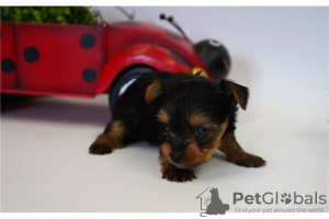 Photo №3. Chiots Yorkshire Terrier. Australie