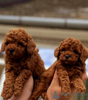 Photo №4. Je vais vendre caniche (jouet), caniche (nain) en ville de Werbass.  - prix - négocié