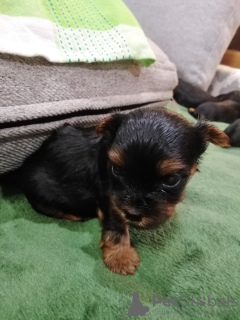 Photos supplémentaires: Chiots Yorkie/Kawaiiork