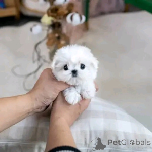 Photo №2 de l'annonce № 137598 de la vente bichon maltais - acheter à USA éleveur