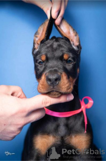 Photo №1. dobermann - à vendre en ville de Ниш | négocié | Annonce №118399