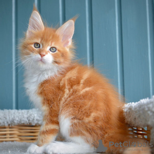 Photo №2 de l'annonce № 116707 de la vente maine coon - acheter à Belgique 