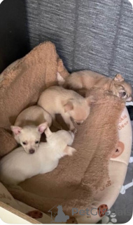 Photo №3. Prêt à partir maintenant. Fille chihuahua.....whatsapp moi au 44 7453 907158. Pays Bas