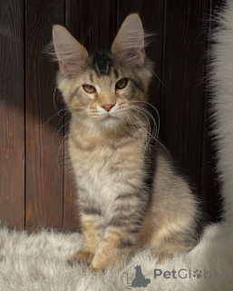 Photo №3. Là où règne le calme, Willow est le battement de cœur de chaque maison. Pays Bas