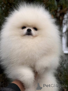 Photo №2 de l'annonce № 161130 de la vente  - acheter à Canada 