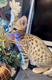 Photo №4. Je vais vendre savannah en ville de Désinser. annonce privée - prix - négocié