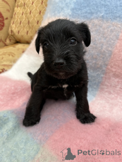 Photo №3. CHIOTS NOIRS RARE SCHNAUZER MINIATURE KC REG.. USA
