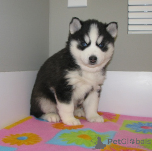 Photo №1. husky de sibérie - à vendre en ville de Texas City | 284€ | Annonce №42174