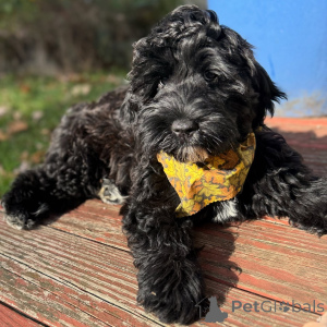 Photo №1. labradoodle - à vendre en ville de Ledlange | négocié | Annonce №158140