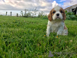 Photo №1. chien bâtard - à vendre en ville de Bamberg | Gratuit | Annonce №117644