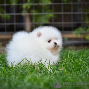 Photos supplémentaires: Chiots de Poméranie