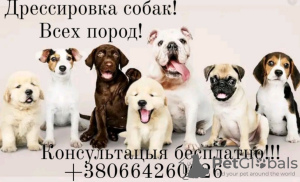 Photo №1. Le service du maître chien en ville de Kharkov. Price - négocié. Annonce № 9634