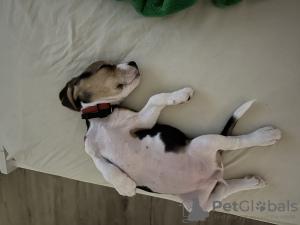 Photo №4. Je vais vendre beagle en ville de Аликанте. annonce privée, éleveur - prix - 1100€