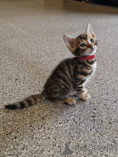 Photo №3. Toyger de race pure. Irlande