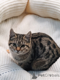 Photo №3. À la recherche d'une maison 2 merveilleux chaton.. Fédération de Russie