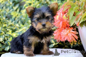 Photo №1. yorkshire terrier - à vendre en ville de Frankenberg | 750€ | Annonce №158071