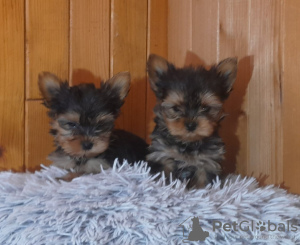 Photo №1. yorkshire terrier - à vendre en ville de Vilnius | 400€ | Annonce №127595